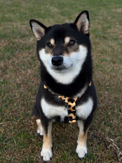 Y-Harness Classic Cheetah - Anatomical Dog Harness