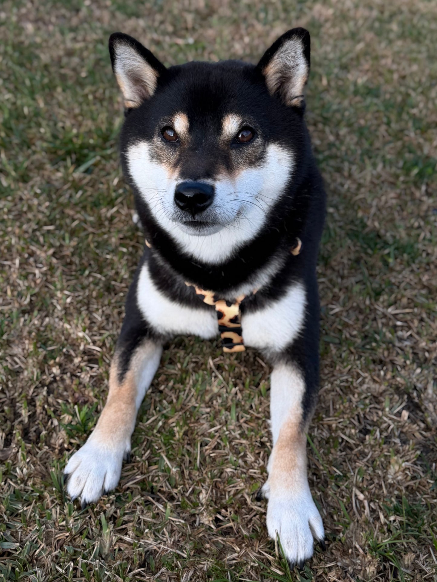 Y-Harness Classic Cheetah - Anatomical Dog Harness