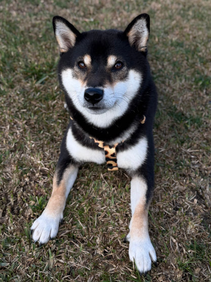 Y-Harness Classic Cheetah - Anatomical Dog Harness