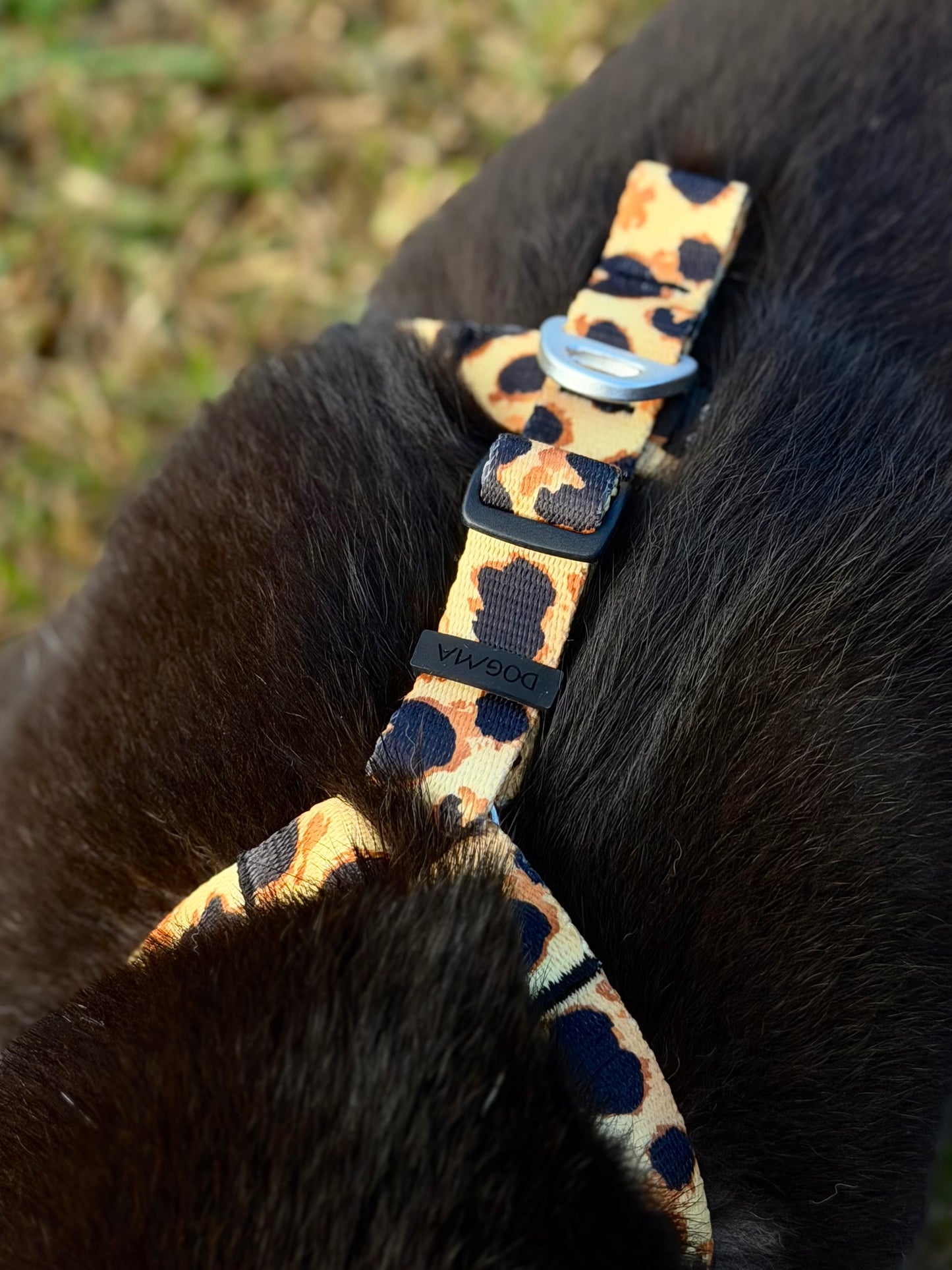 Y-Harness Classic Cheetah - Anatomical Dog Harness