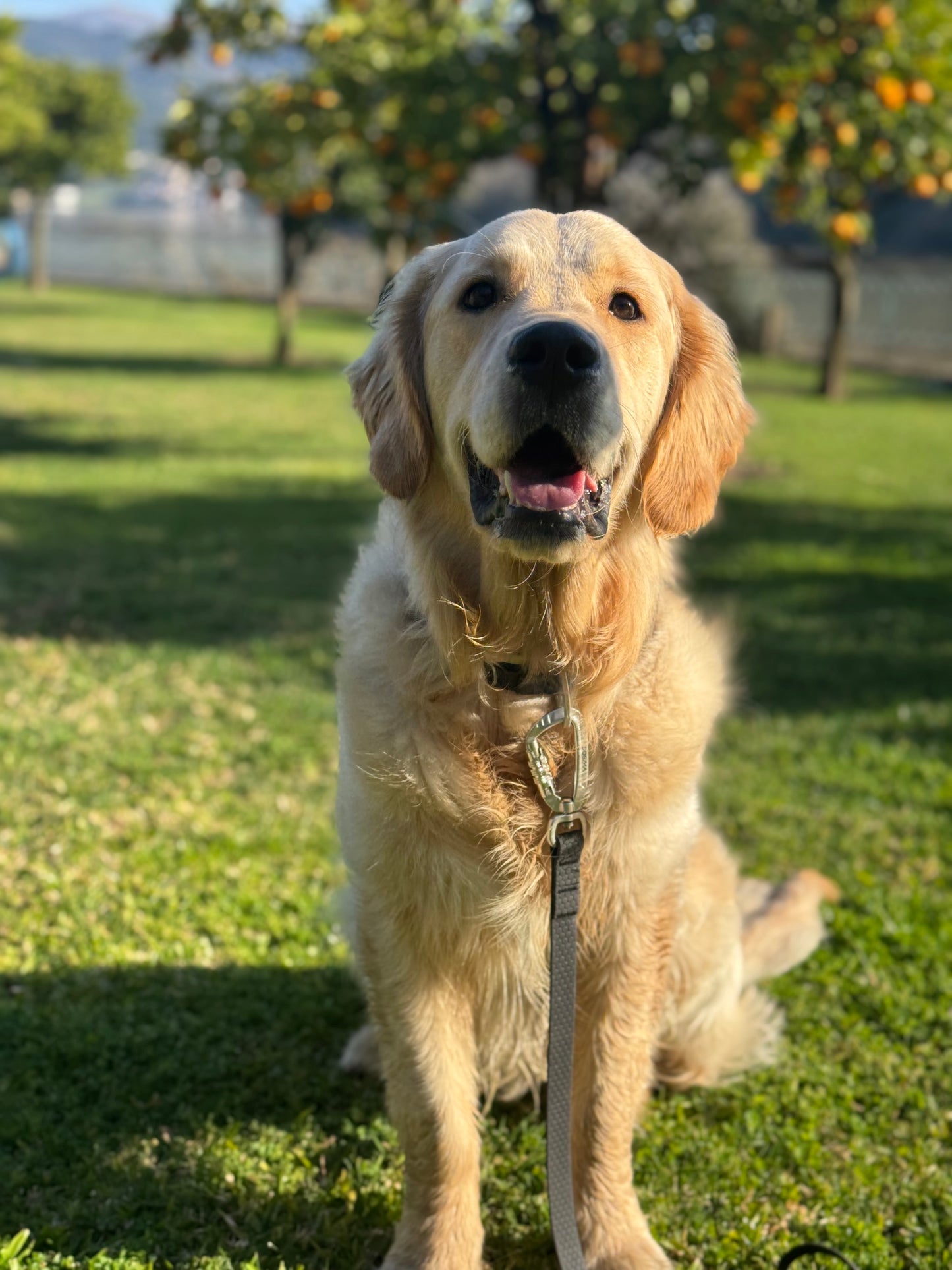 Dog sitting on grass with trees and oranges in the background