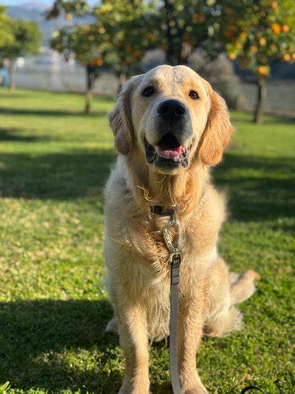 Dog sitting on grass with trees and oranges in the background