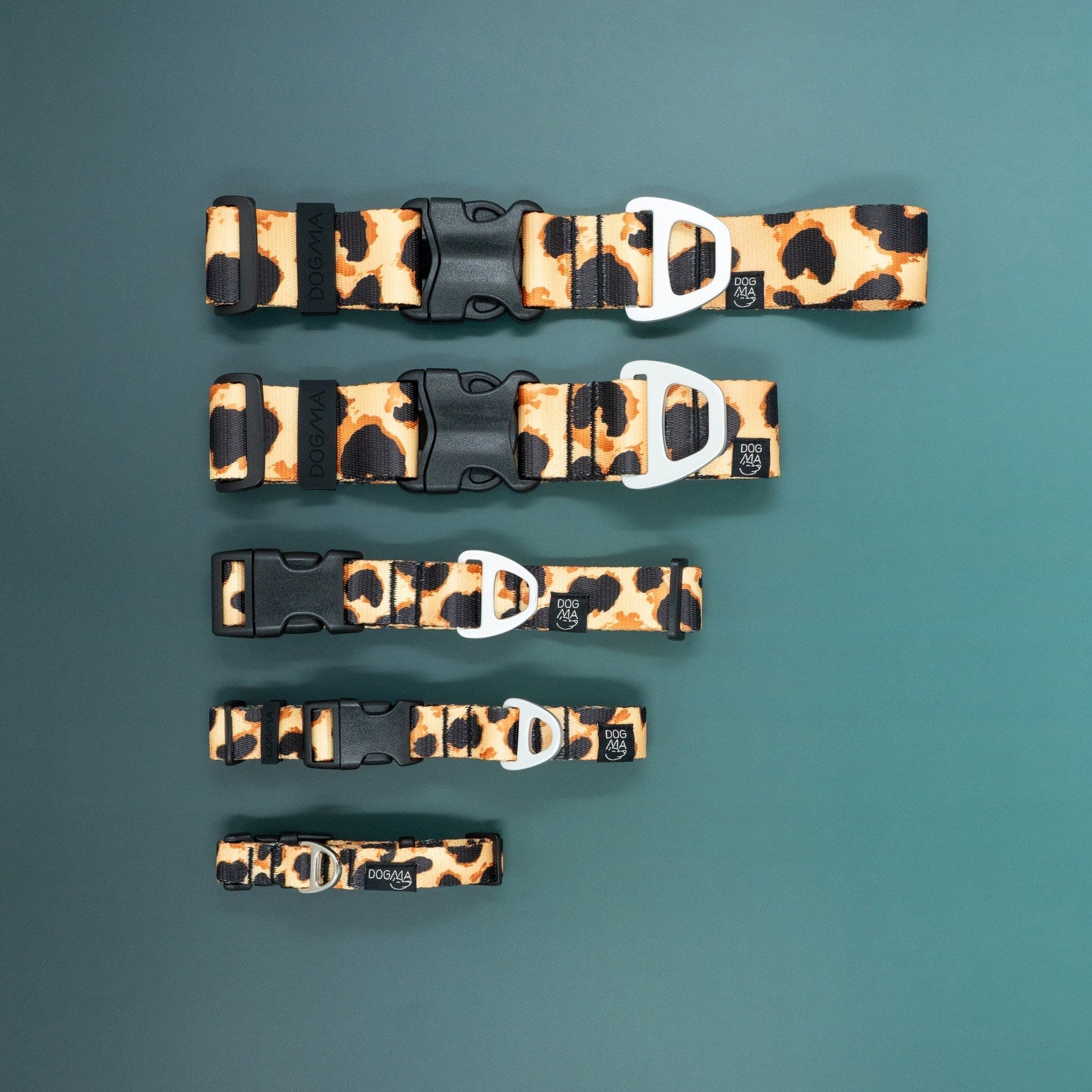 Set of leopard print dog collars with black and white buckles on a teal background