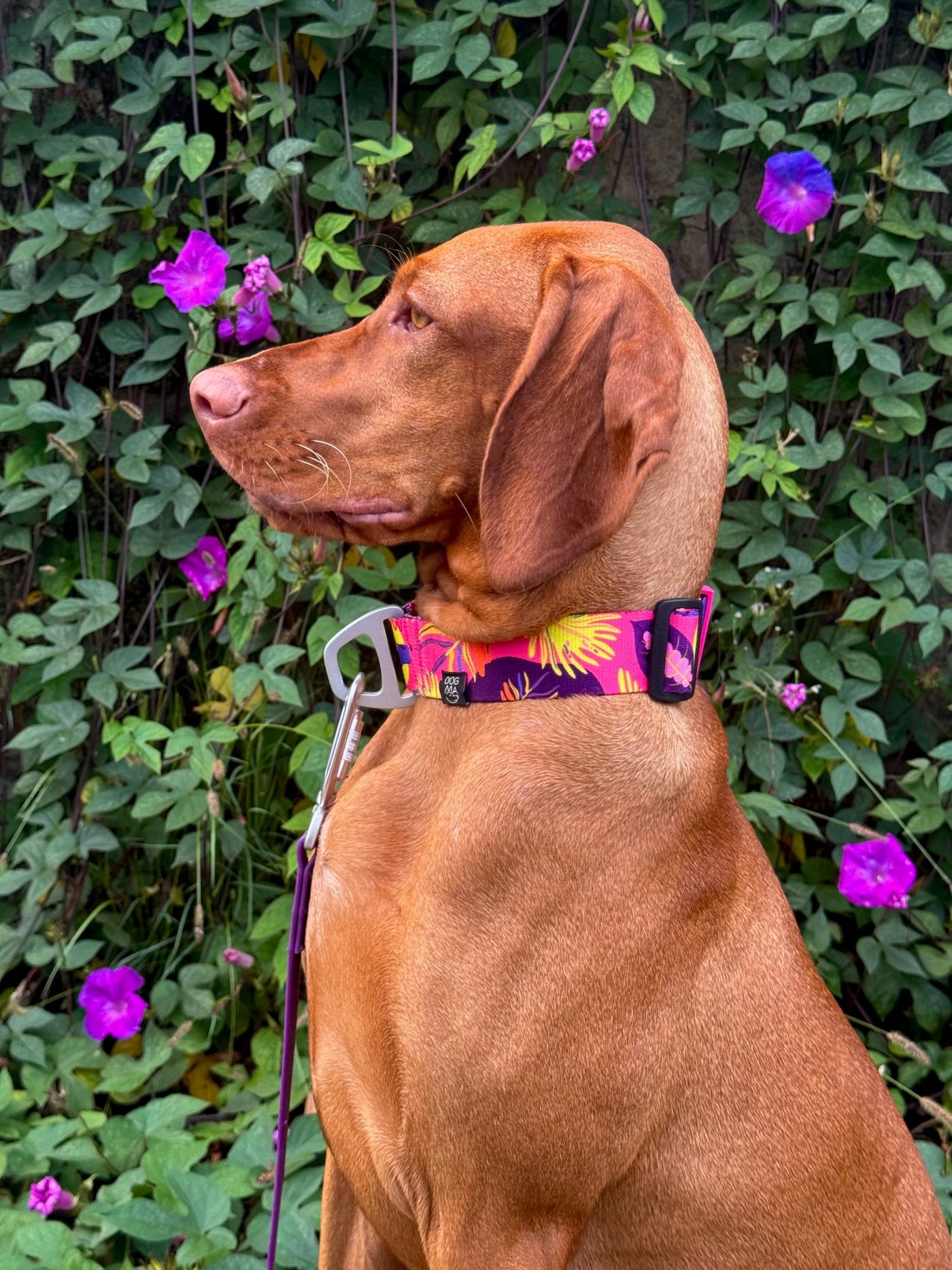 DOGMA dog wearing Tropical collar