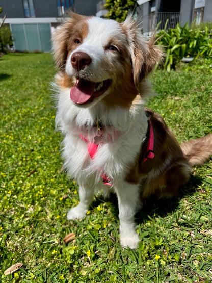Arnês em Y Pink Sorbet – Arnês Anatómico para Cães